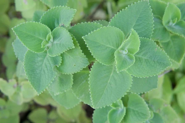 Plectranthus Amboinicus Coleus Amboinicus Foglie Base Erbe Giardino — Foto Stock