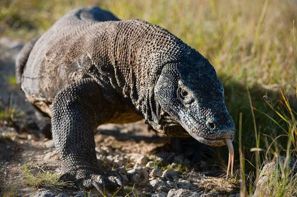 Dragón Komodo Varanus Komodoensis Una Gran Especie Lagarto Que Encuentra — Foto de Stock