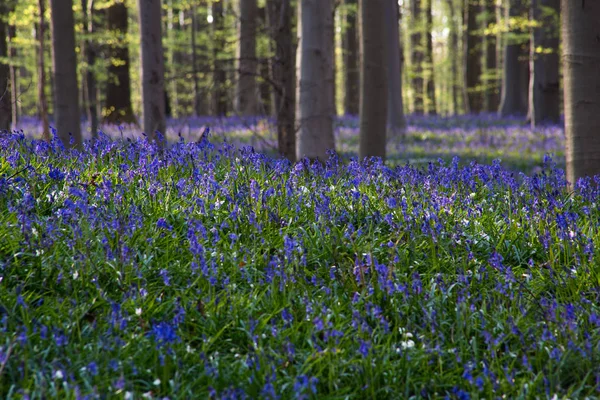 Kwiaty Kłoda Podczas Wiosny Hallerbos Halle Belgia — Zdjęcie stockowe