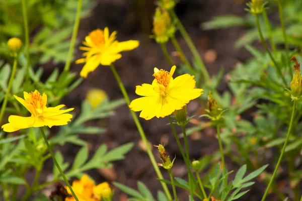 Close Beautiful Marigold Flowers — Stock Photo, Image