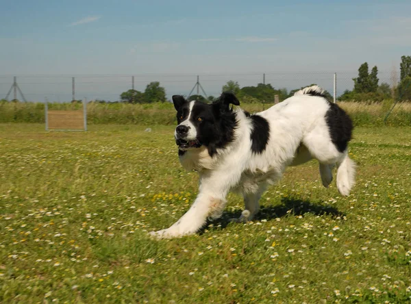 Portrait Running Purebred Landseer Field — Stock Photo, Image