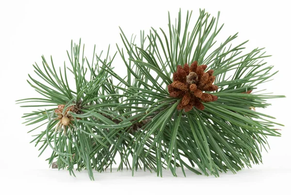 Pine Branch Con White Background — Stock Photo, Image