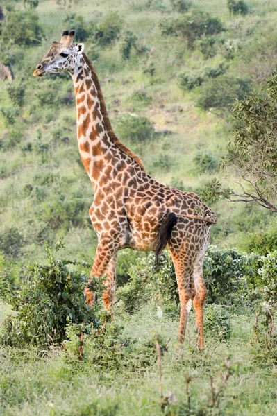 Giraffe Der Savanne Des East Tsavo Parks Kenia — Stockfoto