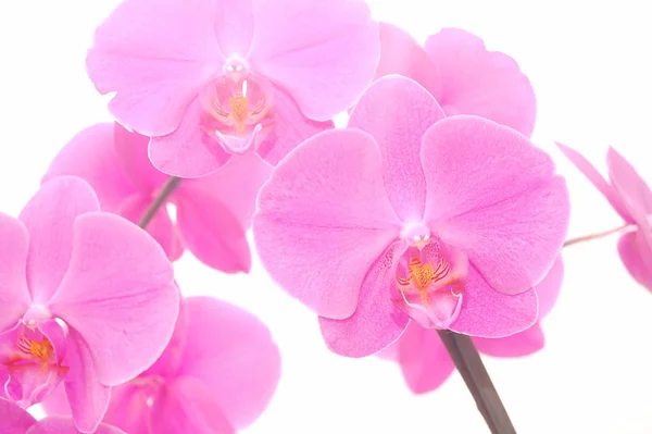 Orquídea Roxa Isolada Branco — Fotografia de Stock