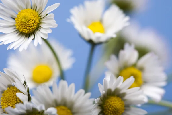 stock image Daisy flower, springtime bright vivid theme