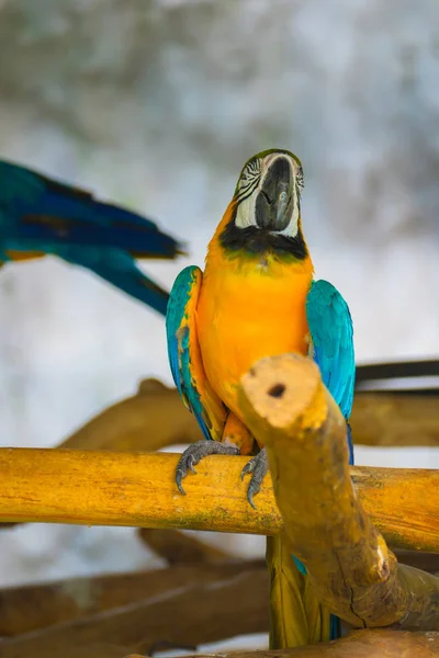 Egy Színes Papagáj Fióktelep Állatkertben Állat Háttérrel — Stock Fotó
