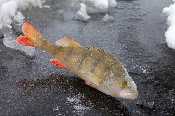 Captura Una Percha Los Lagos Medio Del Invierno — Foto de Stock