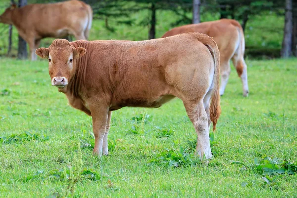 Närbild Skott Beite — Stockfoto