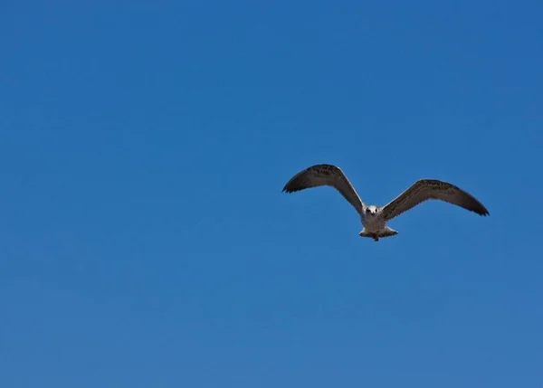 Gaviota Voladora Aire — Foto de Stock