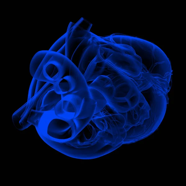 Людське Серце Анатомія Вид Зверху — стокове фото