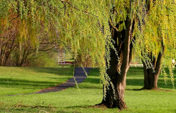 Willow Träd Och Walk Sätt Michigan Park — Stockfoto