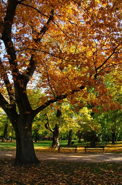 Őszi Park Gyönyörű Őszi Levelek Kék — Stock Fotó