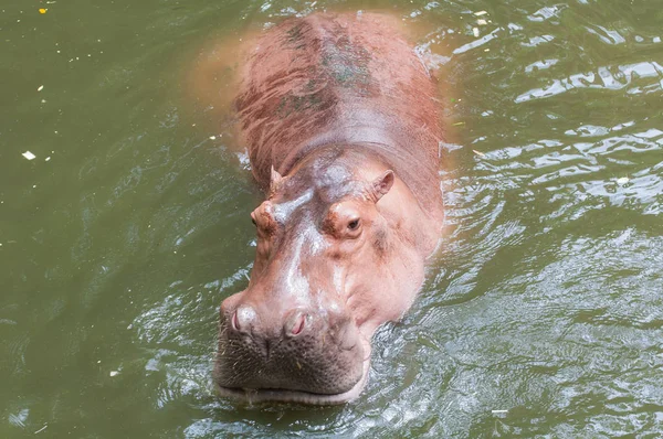 Nijlpaard Nijlpaard Het Zwembad Thailand — Stockfoto