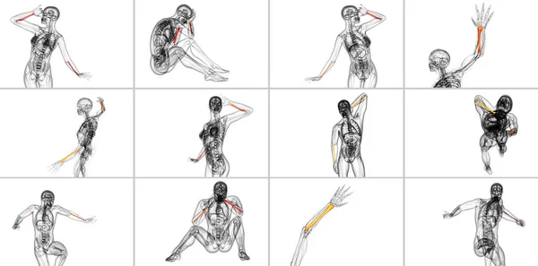 Representación Médica Ilustración Del Hueso Del Radio —  Fotos de Stock