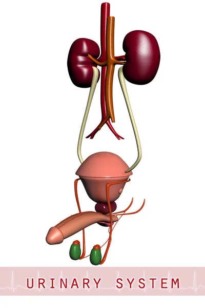 Urinary System Medicine Health — Stock Photo, Image