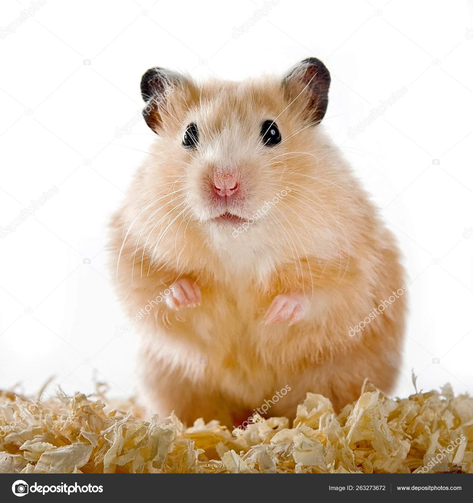 hamster sawdust
