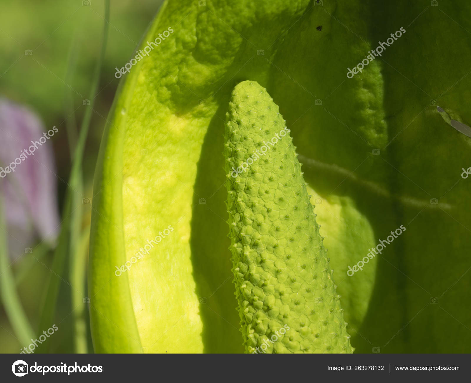 Skunk Cabbage Seed Head Stock Photo by ©YAYImages 263278132