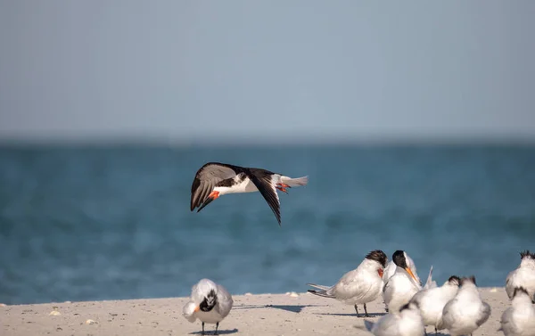 Flock Black Skimmer Terns Rynchops Niger Beach Clam Pass Naples — Stock Photo, Image
