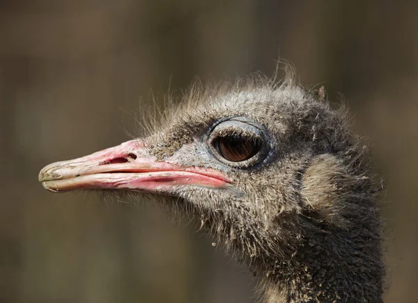 Kirli Devekuşu Profili Struthio Camelus — Stok fotoğraf