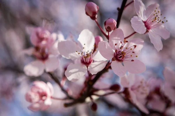 Szép Rózsaszín Tavaszi Virága Ágon Egy Sakura Vagy Japán Virágzó — Stock Fotó
