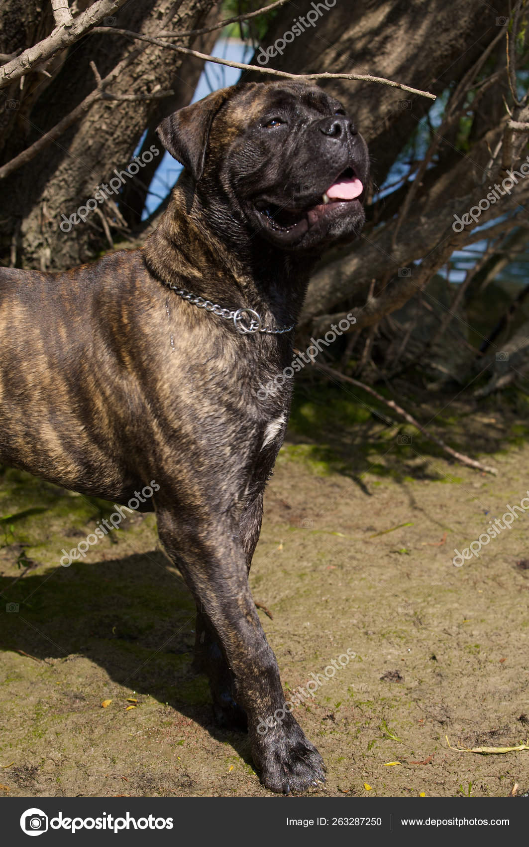 tiger striped bullmastiff