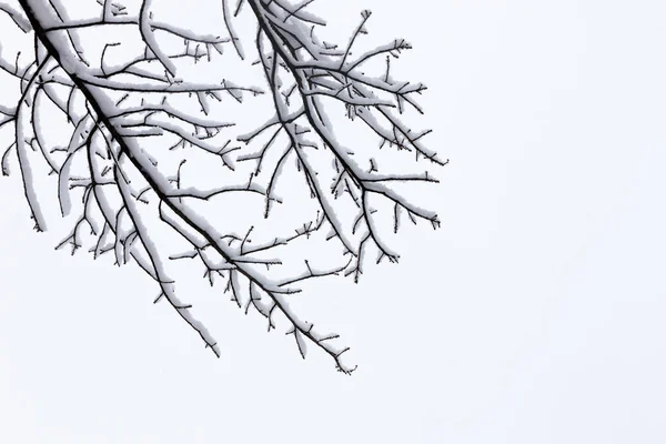 Árbol Invierno Imagen Conceptual Foto Blanco Negro — Foto de Stock