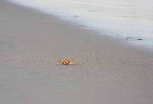 Crab Ocean Beach Dagen Tid — Stockfoto