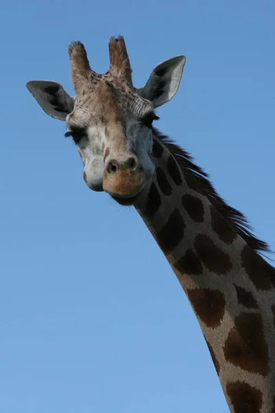 Mamíferos Vida Silvestre Jirafa Aire Libre — Foto de Stock