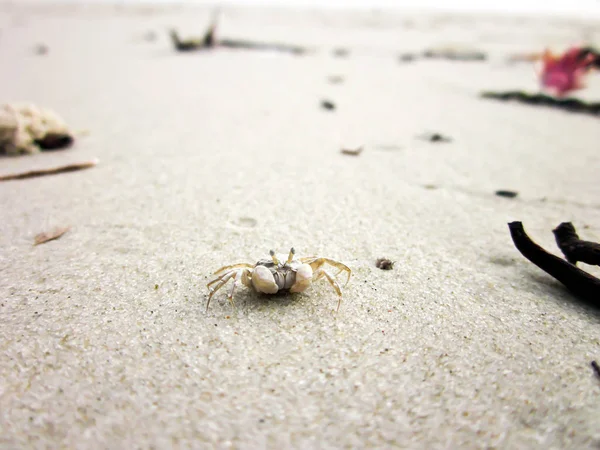 Lilla Spöket Krabba Sandstrand — Stockfoto