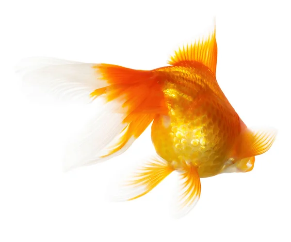 Złote Ryby Izolowane Białym Tle — Zdjęcie stockowe