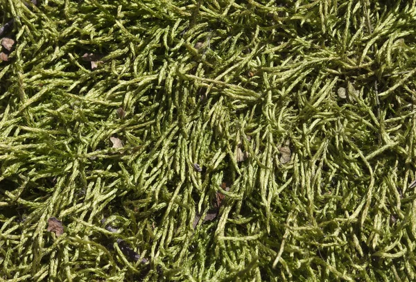 Close Sunlighted Mossy Ground Texture — Stok Foto