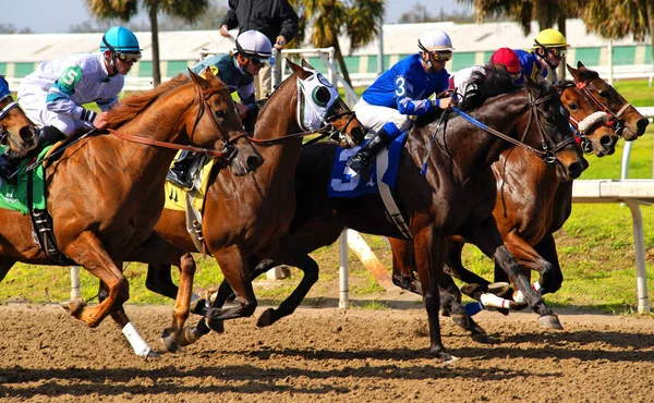 ニューオーリンズの競馬 — ストック写真