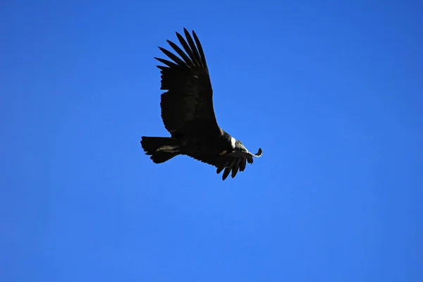 Vrouwelijke Andescondor Vliegen Zeer Dicht Colca Canyon Een Van Diepste — Stockfoto