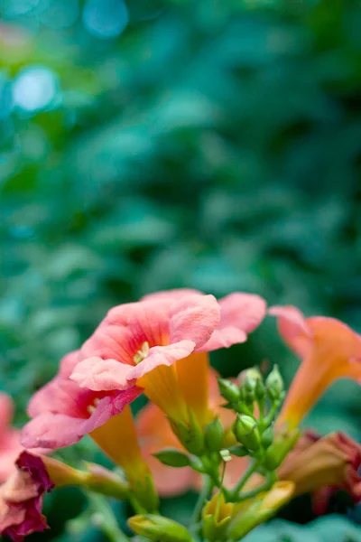 Beautiful Orange Flowers Closeup — Stock Photo, Image