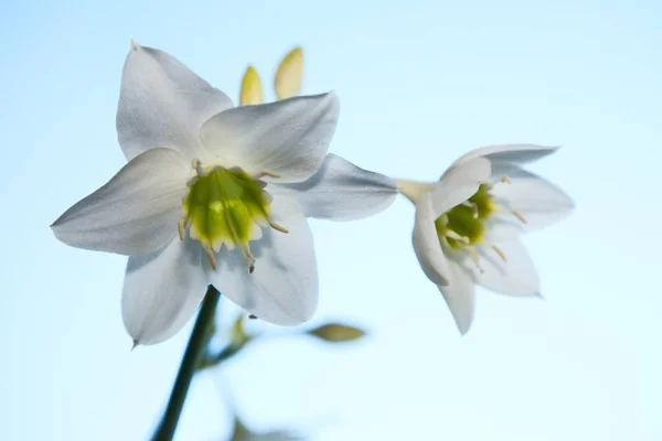 Amaryllis Virág Wth Háttérben Február 2008 — Stock Fotó