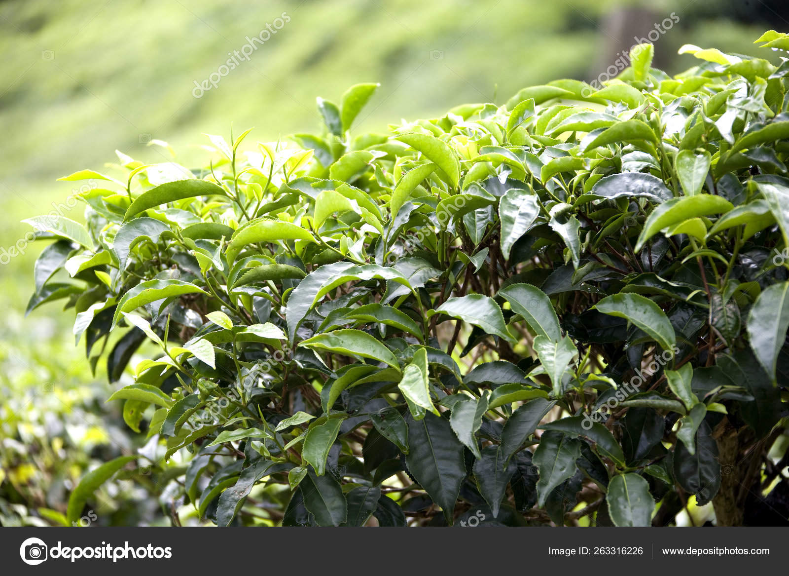 Tea Leaves Growing Plantation Stock Photo by ©YAYImages 263316226