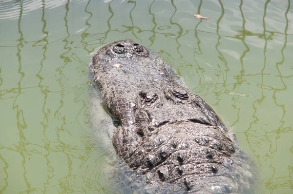 Vezetője Krokodil Földön — Stock Fotó