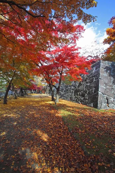 Πολύχρωμα Φύλλα Iwate Πάρκο — Φωτογραφία Αρχείου