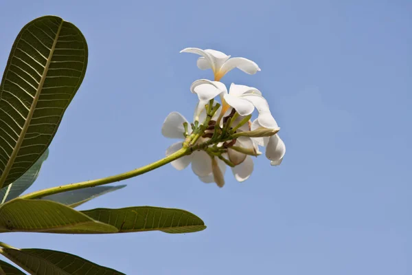 Ветвь Тропических Цветов Frangipani Plumeria — стоковое фото