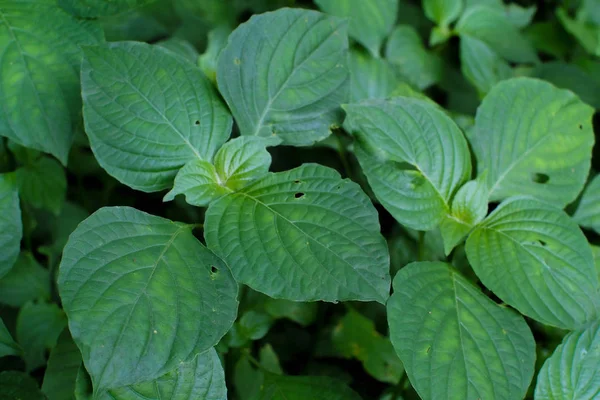 Leaf Thailand Skog Nära Mitt Hem — Stockfoto