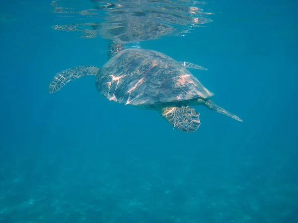 Погружения Морских Черепах Получить Воздух Поверхность — стоковое фото
