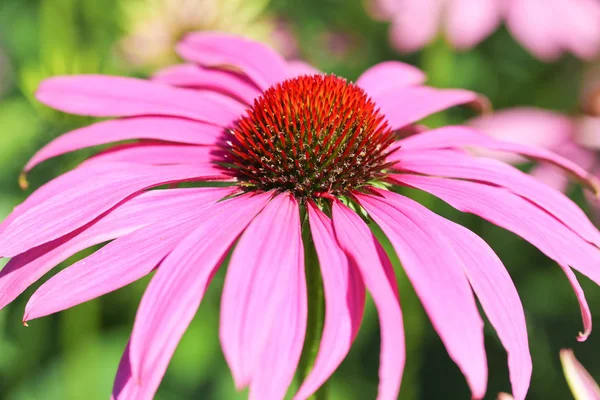 Close Pink Flower — Stock Photo, Image