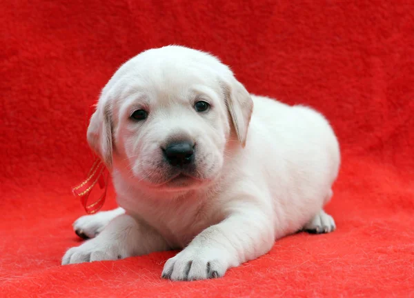 Filhote Cachorro Labrador Amarelo Agradável Que Coloca Fundo Vermelho — Fotografia de Stock