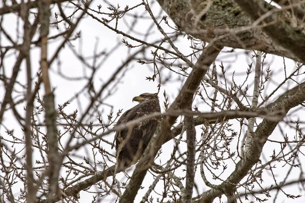 Weißkopfseeadler Britisch Columbia Sammelplatz Leiter Richmond — Stockfoto