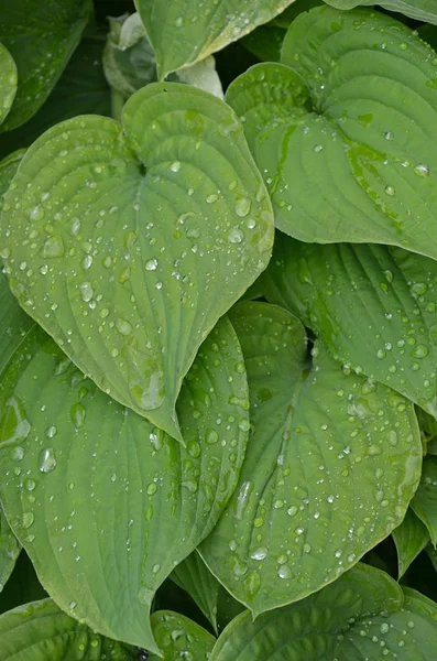 Hosta Växt Blad Täckt Vattendroppar — Stockfoto