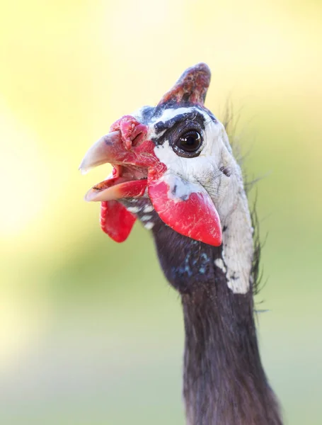 Guiné Fowl Head Closeup Com Fundo Verde Natural — Fotografia de Stock