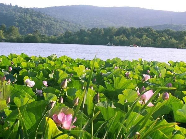 Rusya Primorski Bölgesi Bir Lotus Çiçeği — Stok fotoğraf