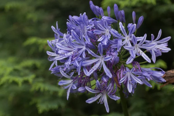 Vista Perto Bela Flor Agapanthus Comum — Fotografia de Stock