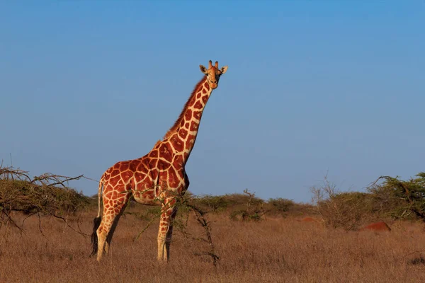 Giraffe Für Einen Spaziergang — Stockfoto