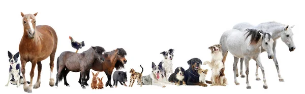 Grupo Animais Fazenda Animais Estimação Frente Fundo Branco — Fotografia de Stock